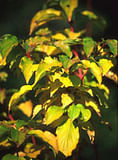 MSA CORNUS SANGUINEA 50 ML