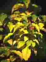 MSA CORNUS SANGUINEA 50 ML