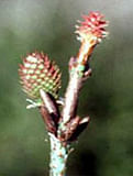 MSA PINUS MONTANA 50 ML