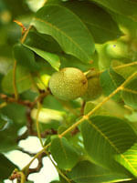  - image