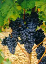 Macerato Glicerico MSA Vitis Vinifera 50ml