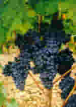 Macerato Glicerico MSA Vitis Vinifera 50ml