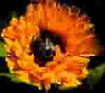 CALENDULA ESTRATTO IDROALCOLICO GOCCE 50 ML