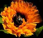 Estratto Idroalcolico di Calendula in Gocce, 50ml