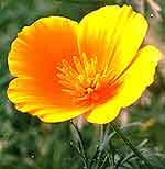 ESCOLZIA ESTRATTO IDROALCOLICO GOCCE 50 ML