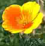 ESCOLZIA ESTRATTO IDROALCOLICO GOCCE 50 ML