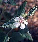 ALTEA ESTRATTO IDROALCOLICO GOCCE 50 ML