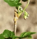 RIBES NE S IGLIC 50ML