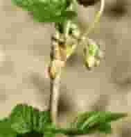 RIBES NE S IGLIC 50ML
