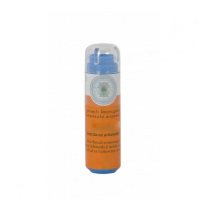 ARMONIC 8 CHICORY 70 G