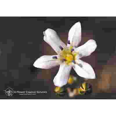 GLASSY HYACINT ESS 7,4ML