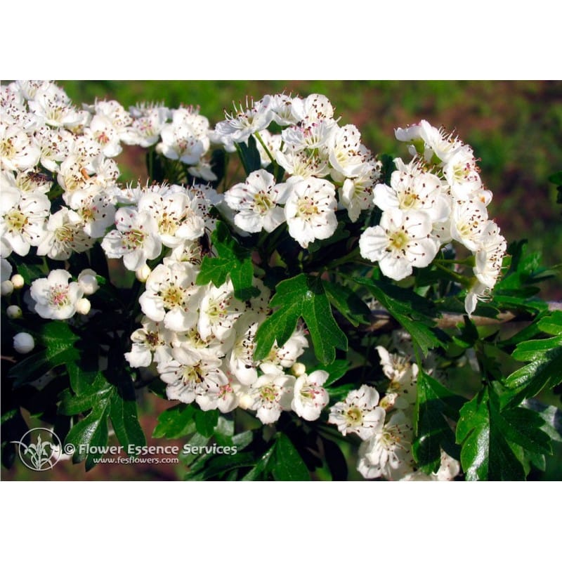 Hawthorn Ess 7,4 Ml