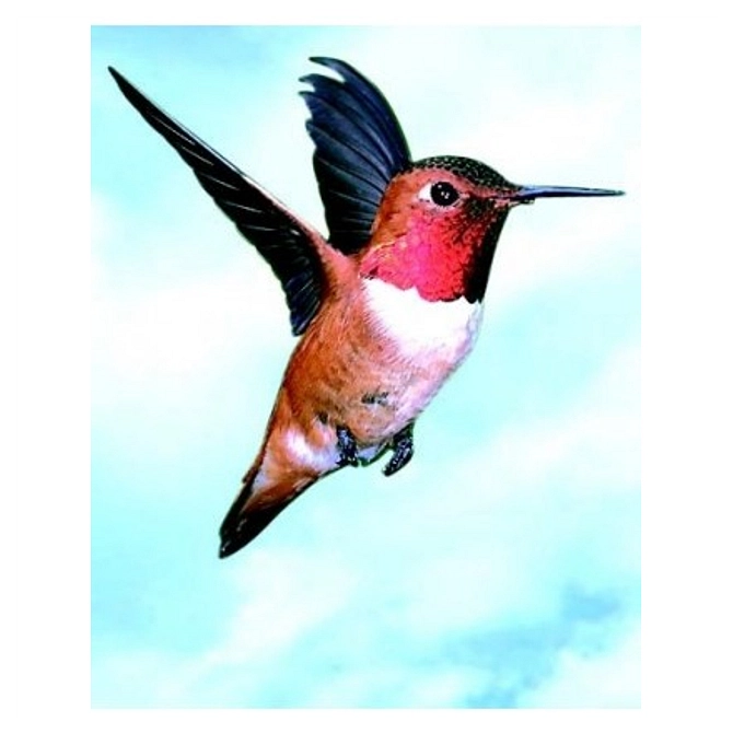 Colibri Hummingbird Ess 30 Ml