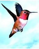 COLIBRI HUMMINGBIRD ESS 30ML