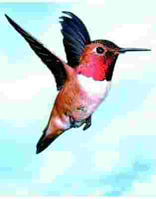 COLIBRI HUMMINGBIRD ESS 30ML
