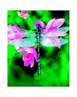LIBELLULA DRAGONFLY ESS 30ML