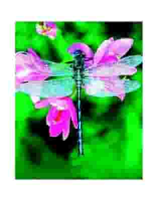 LIBELLULA DRAGONFLY ESS 30ML