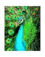 PAVONE PEACOCK ESS 30ML