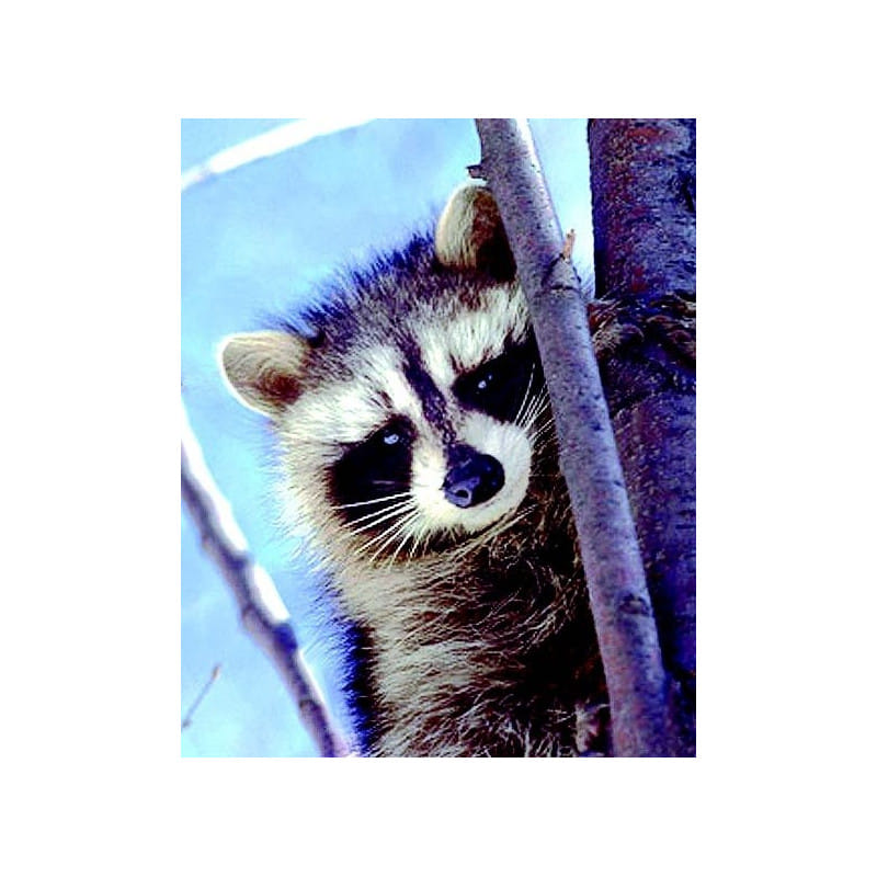 PROCIONE RACOON ESS 30ML