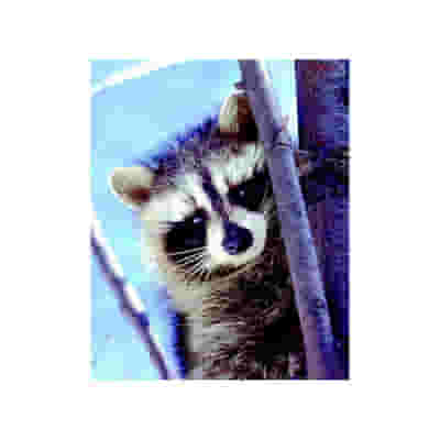 PROCIONE RACOON ESS 30ML