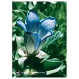 EXPLORERS GENTIAN ESS 7,4ML