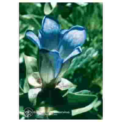 EXPLORERS GENTIAN ESS 7,4ML