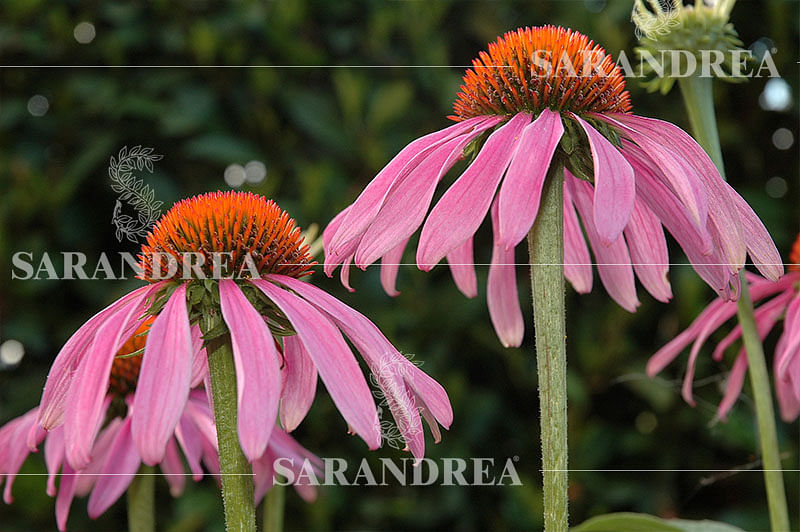 Echinacea Ang 100 Ml Tintura Madre