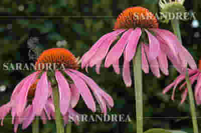 ECHINACEA ANG 100ML TINTURA MADRE