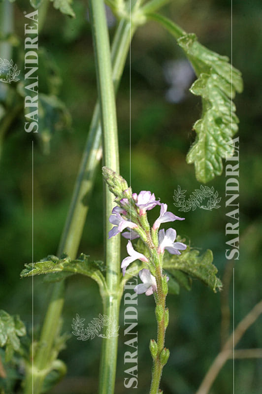 VERBENA 100ML TINTURA MADRE