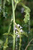 VERBENA 100ML TINTURA MADRE
