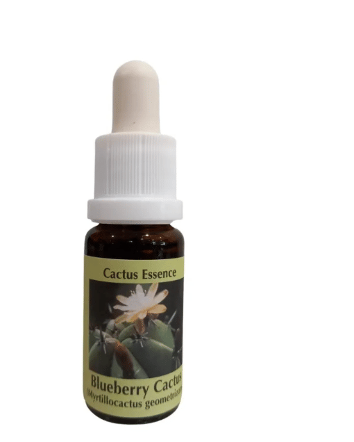 Blueberry 15 Ml Cactus