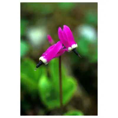 SHOOTING STAR 7,4ML ALASKA SHOOTING STAR 7,4ML ALASKA