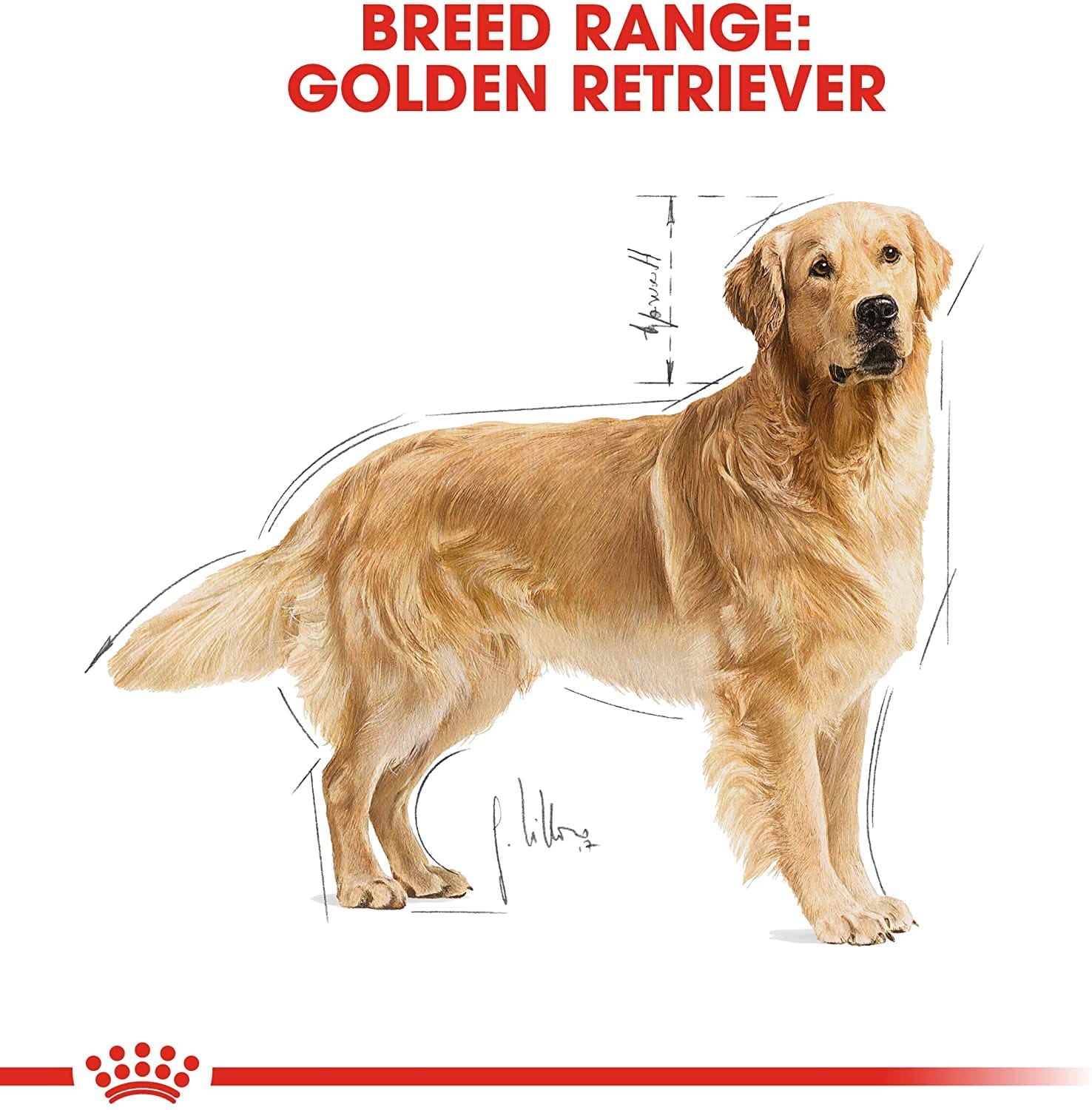 Crocchette Royal Canin per Golden Retriever Adult 12kg