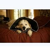 COMFY CONE COLLARE ELISABETTIANO INNOVATIVO XL DIAMETRO 30 CM