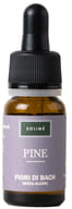 PINE 10 ML