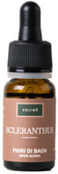 SCLERANTHUS 10 ML