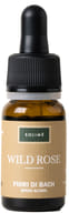 WILD ROSE 10 ML