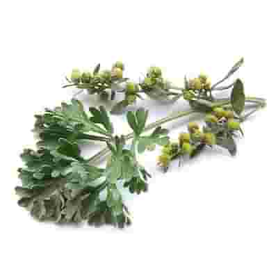 TSA ARTEMISIA ABSINTHIUM 50 ML