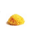 SPUGNA NATURALE MEDITERRANEA LABORATORI ATENEI 12