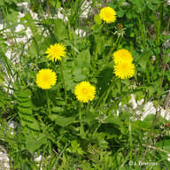 EIE TARASSACO GOCCE 30 ML