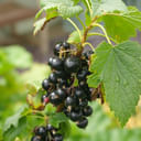 EIE RIBES NERO 60 ML GOCCE