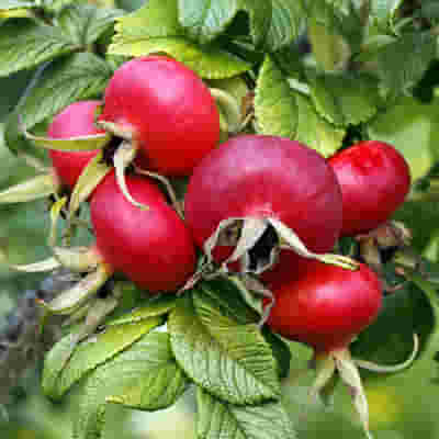 EIE ROSA CANINA GOCCE 30 ML