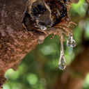 EIE MASTICE DI CHIOS FLACONCINO 30 ML