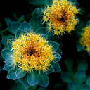 EIE RHODIOLA GOCCE 30 ML