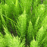 EIE ELICRISO GOCCE 30 ML