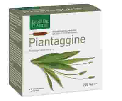 PIANTAGGINE 15 AMPOLLE BEVIBILI 15 ML