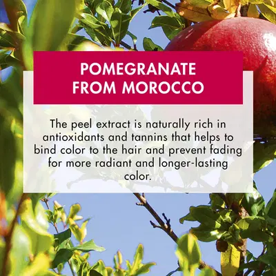 KLORANE BALSAMO AL MELOGRANO 200 ML KLORANE BALSAMO AL MELOGRANO 200 ML