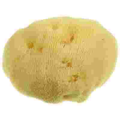SPUGNA FINE DAMA SB 7