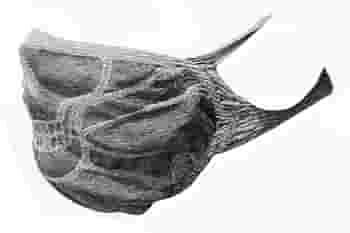 COLIPRA MASCHERINA BIMBO FILTRANTE IDROREPELLENTELAVABILE GRIGIA