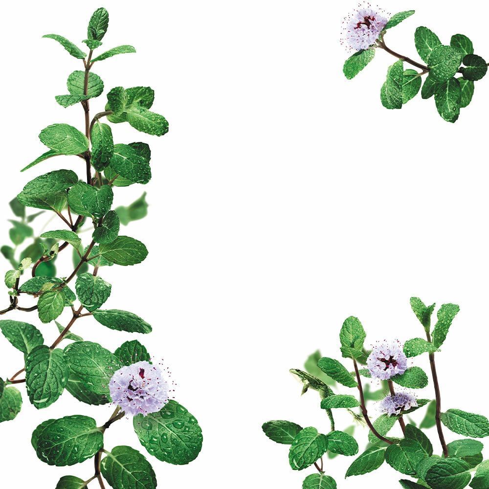 KLORANE SHAMPOO ALLA MENTA ACQUATICA 200 ML